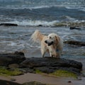 A wet Golden Retriever puppy dog playing on the sea foreshore