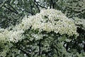 Cream white blooming Dogwood trees Royalty Free Stock Photo