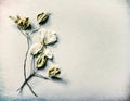 Cream White Card with Dried White Dogwood Flower, leaves and stems on paper background with room or space for copy, text or your w