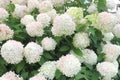 Cream white flowers Hydrangea Limelight, Netherlands Royalty Free Stock Photo
