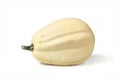 Cream white long Acorn squash Royalty Free Stock Photo