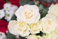 Cream white roses background, closeup. Flowers Royalty Free Stock Photo