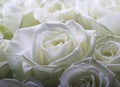 Cream white roses Royalty Free Stock Photo