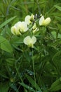 Cream Wild Indigo 807512