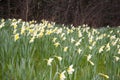 Cream and yellow daffodills