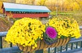 Creamery Covered Bridge and Chrysanthemums in Fall colors