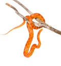 Creamsicle Corn Snake (Elaphe guttata guttata) on a dry branch. isolated Royalty Free Stock Photo