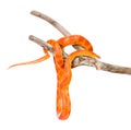 Creamsicle Corn Snake (Elaphe guttata guttata) on a dry branch. isolated Royalty Free Stock Photo