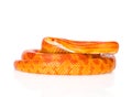 Creamsicle Corn Snake (Elaphe guttata guttata). isolated