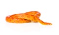 Creamsicle Corn Snake (Elaphe guttata guttata). isolated on white Royalty Free Stock Photo