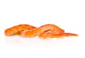 Creamsicle Corn Snake (Elaphe guttata guttata). isolated