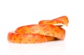 Creamsicle Corn Snake (Elaphe guttata guttata).