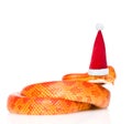 Creamsicle Corn Snake in red christmas hat. isolated on white Royalty Free Stock Photo