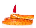 Creamsicle Corn Snake in red christmas hat. isolated on white