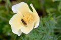 Creamsicle Poppy Bee in Anthers 01 Royalty Free Stock Photo