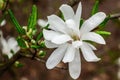 Creamy blossom of Magnolia tree. Beautiful creamy magnolia flower after the rain. Royalty Free Stock Photo