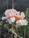 bodily, pale iris varieta with selective focus