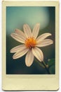 Creamy border, slight shadow, realistic polaroid texture , cream, mockup, background