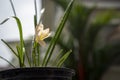 Creamy color Rain Lily in the pot was blooming under the morning light with rain drop on the flower and around