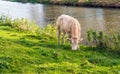 Creamy colored young cow grazes on the waterfront