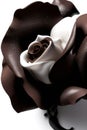 Creamy Delight: A Soft Rose for Your Special Occasion