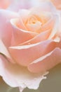 Creamy dreamy pink rose macro