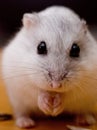 Creamy the hammy Royalty Free Stock Photo