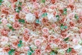 Creamy pink roses, wedding and occasional feminine background