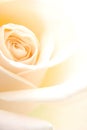 Creamy rose Royalty Free Stock Photo