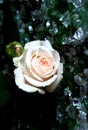 Creamy Rose Royalty Free Stock Photo