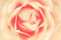 Creamy Rose Background Royalty Free Stock Photo