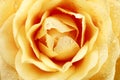 Creamy Rose Macro Royalty Free Stock Photo