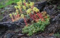 Creamy Stonecrop in Oregon