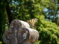 Scarce swallowtail butterfly wiith long tail on grey cement tombstone cross side view