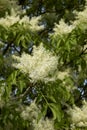 Creamy white bloom of Fraxinus ornus tree Royalty Free Stock Photo