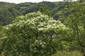 Creamy white bloom of Fraxinus ornus tree Royalty Free Stock Photo