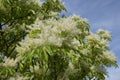 Creamy white bloom of Fraxinus ornus tree Royalty Free Stock Photo