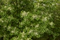 Creamy white bloom of Fraxinus ornus tree Royalty Free Stock Photo