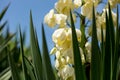 Creamy White Blooms on Flowering Branch with Clear Blue Heavens, Yellowish flowers on blossoming stalk in blue sky