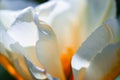 Creamy white and caramel tulip flower soft velvety petals texture  macro, abstract background Royalty Free Stock Photo