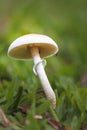 Creamy white cendawa mushroom grows among the grass Royalty Free Stock Photo