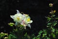 Creamy white columbine flowers