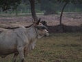 Creamy white cow, green grass background, dark brown trees, green leaves. Royalty Free Stock Photo