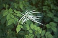 Aruncus dioicus plant in bloom