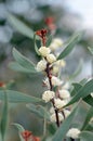 Creamy white flowers of the Australian native Finger Hakea, Hakea dactyloides, family Proteaceae Royalty Free Stock Photo