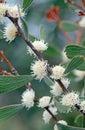 Creamy white flowers of the Australian native Finger Hakea, Hakea dactyloides, family Proteaceae Royalty Free Stock Photo