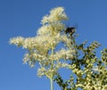 Blooming Filipendula ulmaria and bumblebee