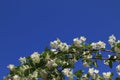 Creamy-white flowers of Sweet mock-orange (Philadelphus coronarius) against the blue sky Royalty Free Stock Photo
