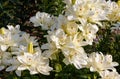 Creamy-white lilies of the `Annemarie`s Dream` variety Double Asiatic Lily blooming in a garden