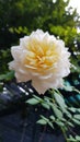 Creamy white luxuriant petals of beautiful white rose flower closeup with blurry green foliage on background. Blooming bush